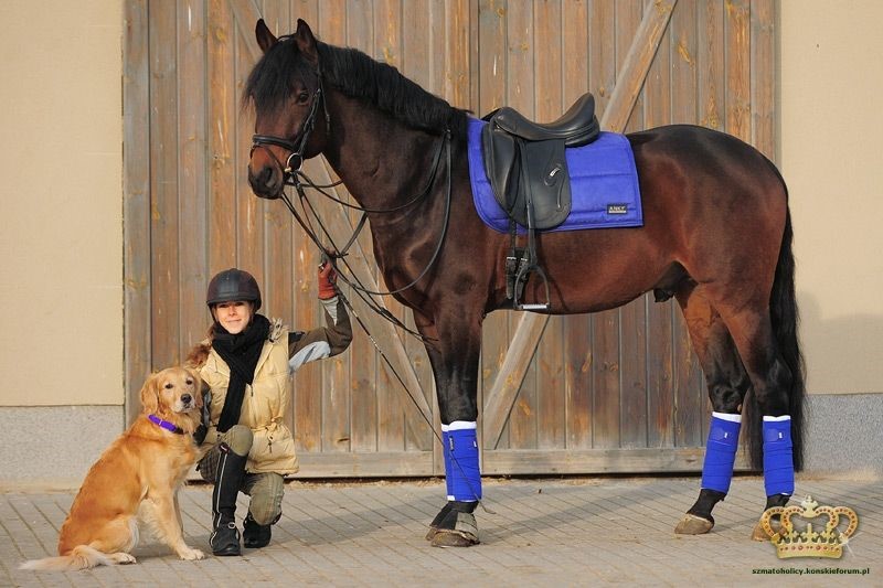 How to Choose the Right Saddle Pad for Your Horse